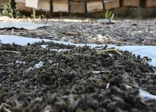 Kerkük’te korkutan görüntü! Milyonlarcası telef oldu