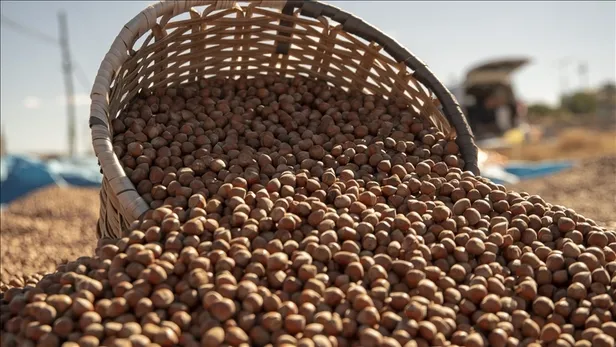 findik-fiyatlari-2025-1-kilo-findik-ne-kadar-kac-tl-olacak-giresun-levant-ve-sivri-kalite-findik-alim-ucreti-1754380514388.jpg A Haber Foto Arşiv