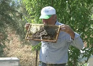 Son dakika | Arılarla inanılmaz bir bağı var! Tamamen koruması gidiyor yanlarına