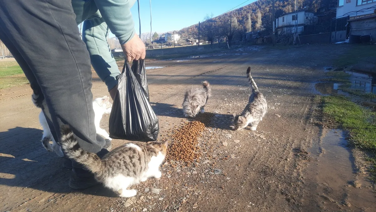 Konya'da aç kalan kediler için 30 kilometre yol gitti