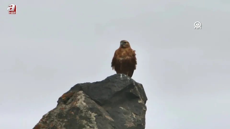 Bozkır şahini 2,5 yılda 28 ülkede 103 bin 456 kilometre uçtu