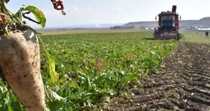 Şeker pancarında alım fiyatı güncelledi