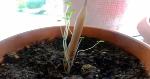 Çiçek açan kurşun kalem görenleri şaşırtıyor!