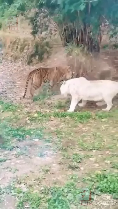Beyaz aslan ve kaplanın karşılaşması nefesleri kesti! (Aslan Kaplan kavgası) 22