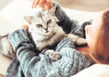 Profesyonel kedi okşayıcı aranıyor
