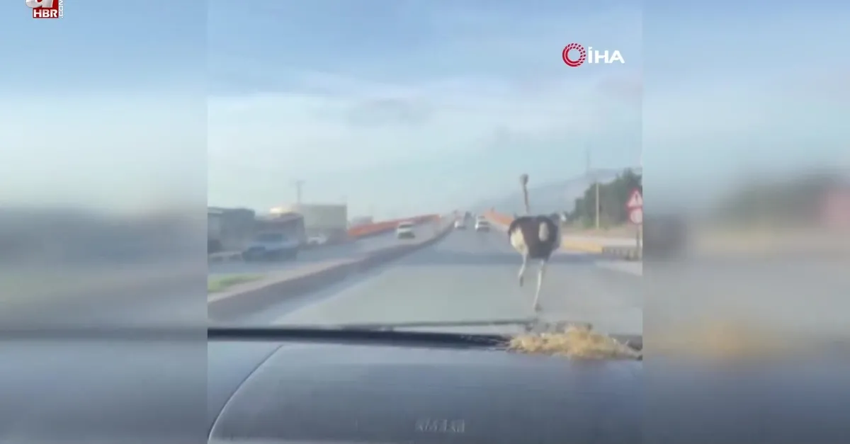 Trafikte gören vatandaş 'abov' diyerek şaşırdı