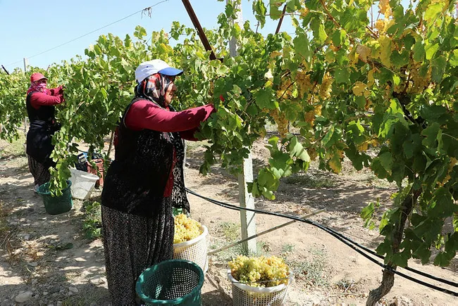 Unutulmaya yüz tutan yöresel lezzeti yaptılar taleplere yetişemiyorlar - 7