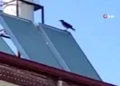 Muhtar duyunca telefona sarıldı