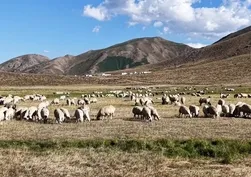 80 bin TL maaşı duyan kaçıyor! Çareyi kendi hayvanlarının başına geçmekte buldu