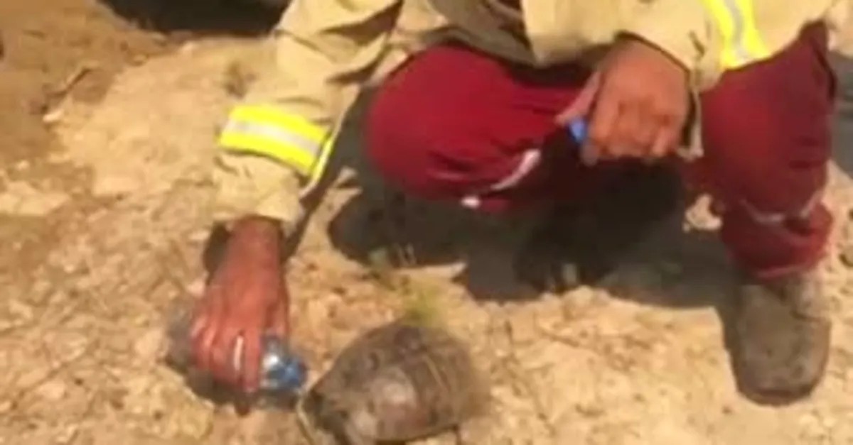 Orman Genel Müdürlüğü bu görüntülerle paylaştı! Bir nefes daha kurtarmak için...