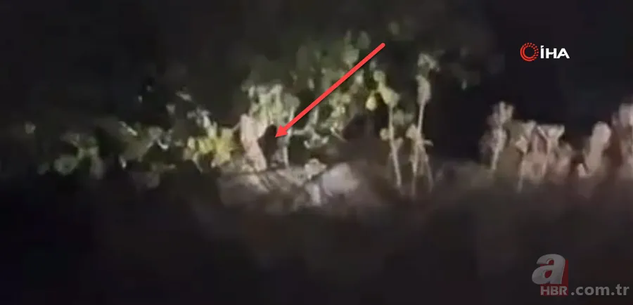 Bahçeden gelen ses harekete geçirdi! İncir ağacında gördükleri hayrete düşürdü 1