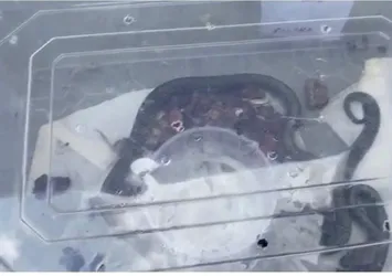 Uzunluğu tam 3 metre! İstanbul'da Piton operasyonu