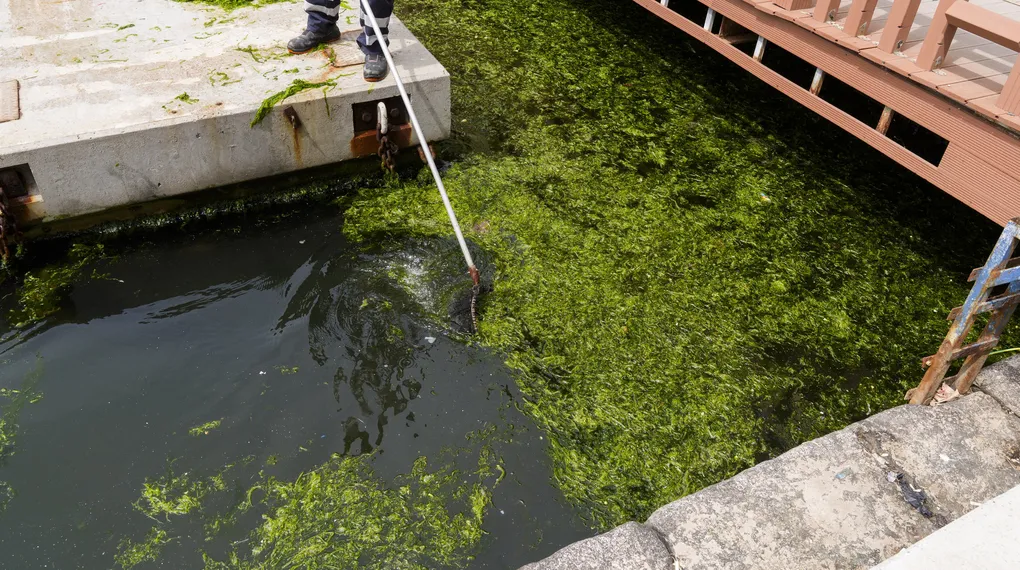 İzmir Körfezi can çekişiyor