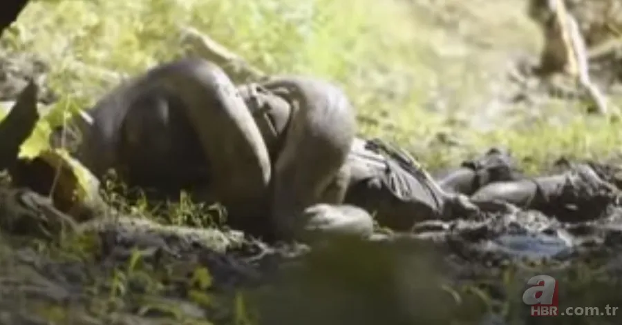 Kral kobra yılanı İngiliz adama saldırdı! Dünyanın en tehlikeli yılanı dinlenen adamı yakaladı 36