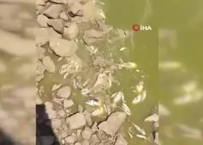 Gölette sular çekildi balıklar telef oldu