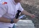 Toplu balık ölümleri
