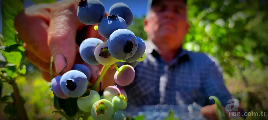 Kilosu 100 TL’lik meyvelerini bakın nasıl koruyor! Görenler hayrete düştü 4