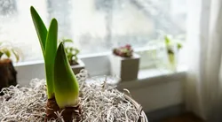 Ev bitkileri neden solar? Yanlış bakım kökleri çürütüyor!