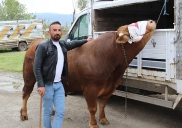1 ton 150 kilogram ağırlığındaki "Paşa" 380 bin TL'ye alıcısını bekliyor