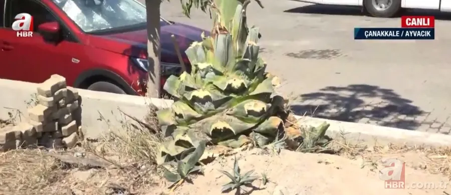 Agave Americana çiçeği Çanakkale Ayvacık'ta bulundu 7