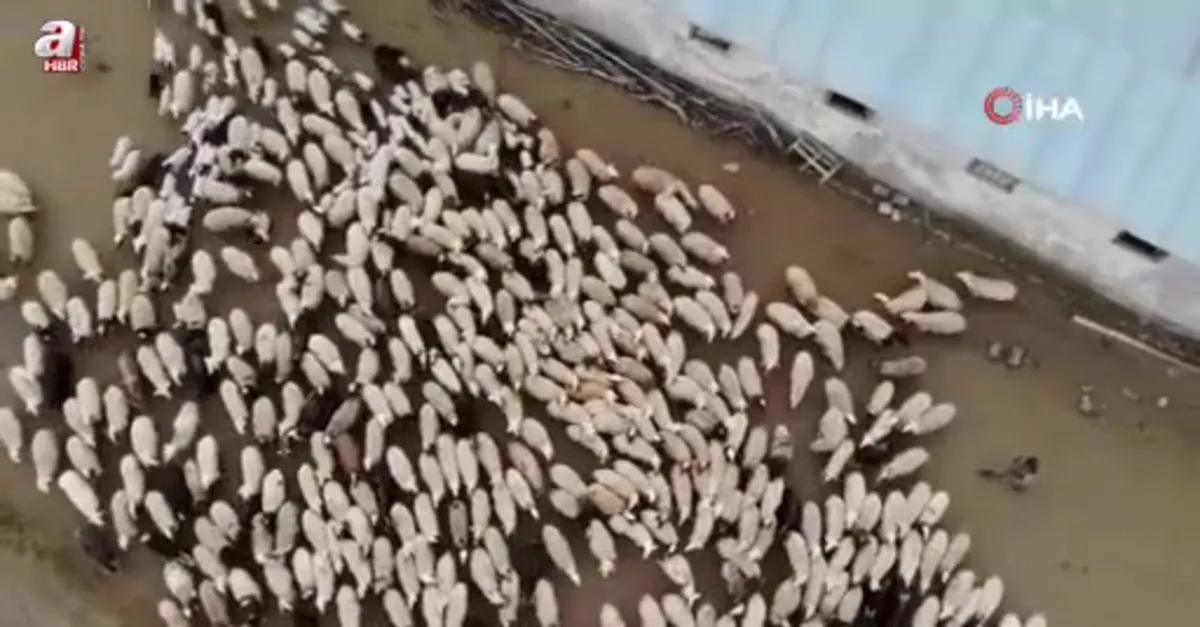 Kuzular anneleriyle buluştu