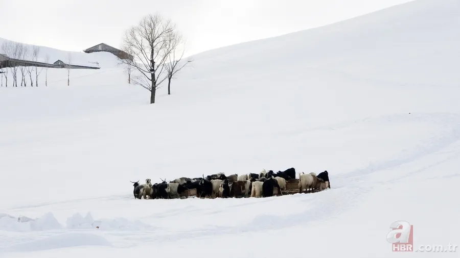 Muş’ta bir köy kara esir oldu! Herkes elinde kürekle geziyor: 100 metre Bolu tüneli gibi tünel açtık 22