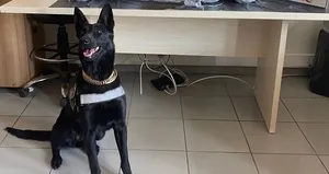 Narkotik köpeği 6 buçuk kilo uyuşturucuyu buldu!
