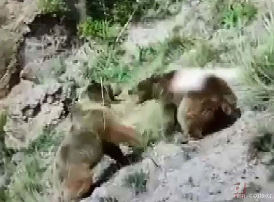 Vahşi doğada ölümcül karşılaşma! Ayı yavrularını… 7