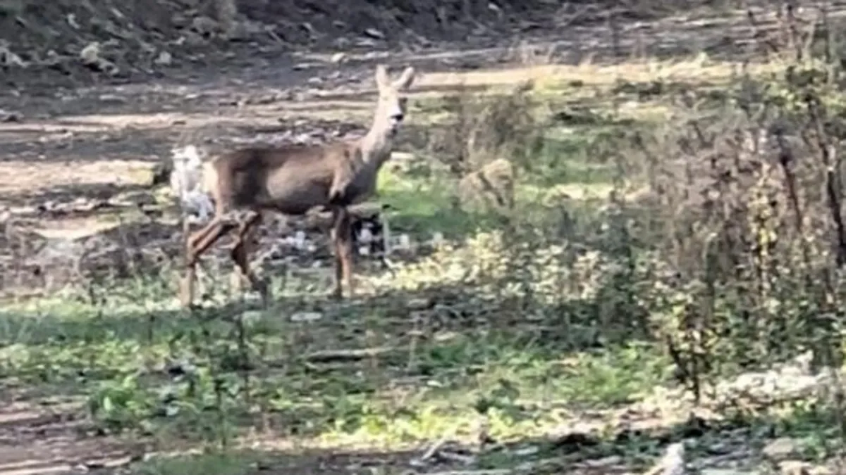 Karabük ormanlarında erkek geyik ve karaca görüntülendi
