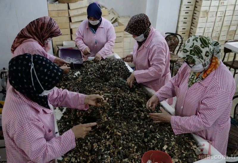 Türkiye'de yetiştirilip Avrupa'ya gönderiliyor! Kilosu 250 avroya satılıyor... 1