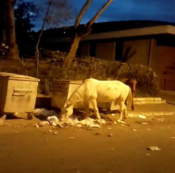 Ruam hastalığının vurduğu Büyükada’da içler acısı görüntü!