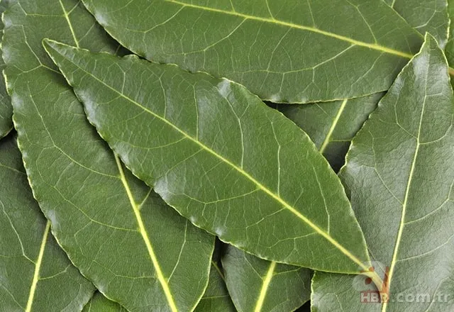 Evde defne yaprağı yakmanın faydaları 5