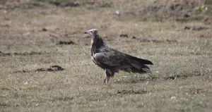 Nesli tehlikede! Bayburt’ta görüldü