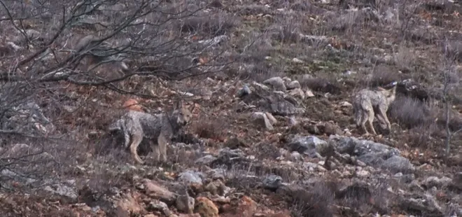 Aç kalan kurtlar tehlikeli sınırı geçti! Böyle görüntülendiler