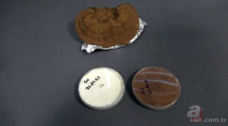 Ölümsüzlük mantarı nedir | Reishi mantarının faydaları nelerdir | Fiyatı dudak uçuklatıyor 5