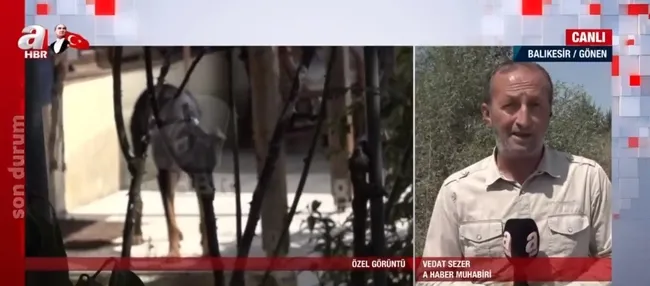 Doberman cinsi eğitimli köpek Tina eve döndü! Kayıp ekonomist Berzeg’in köpeğini A Haber görüntüledi