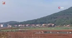 Yaban ördekleri suyla buluştu