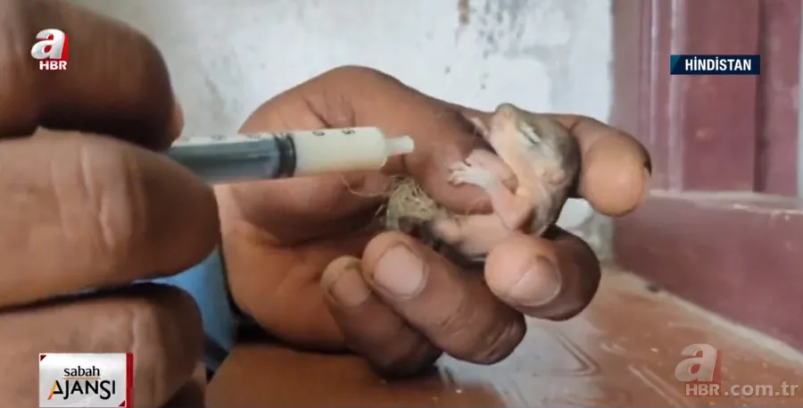 Kapıdan gelen sesler üzerine dışarıya çıkınca şoke oldu! İplik sarılı yumakta... 6