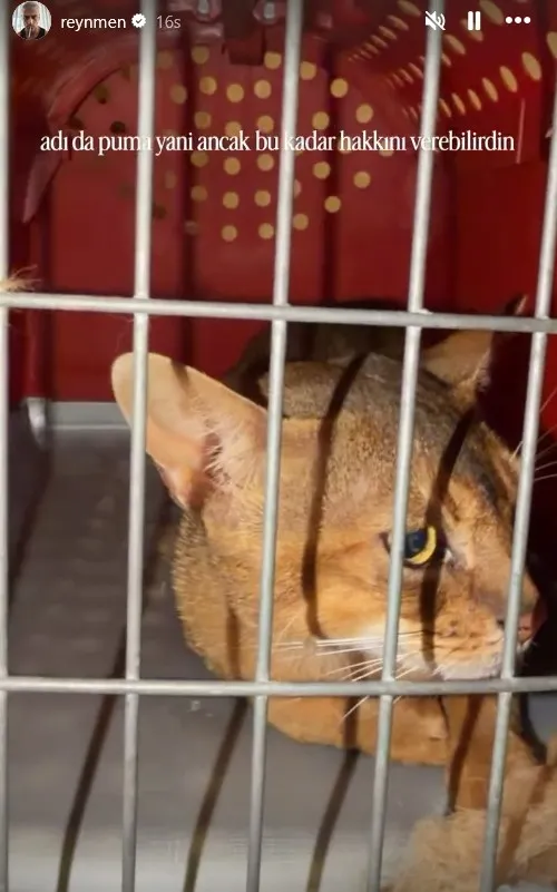1784811119020.jpg Reynmen'e kedi saldırdı! "Nasıl dövdü beni gece gece" - 1