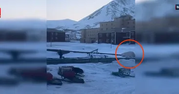 Kutup ayısı böyle kovaladı!