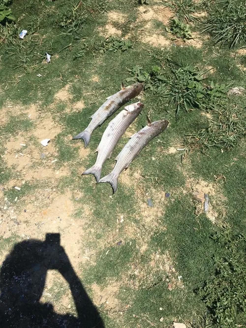 Küçükçekmece Gölü’nü kaderine terk eden CHP’li İBB’ye tepki: Marmara’yı da yok eder