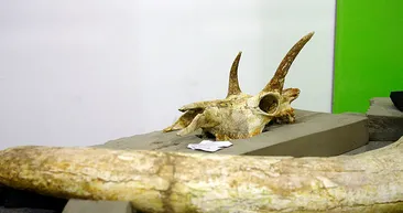 Kayseri’de yapılan araştırmada 8 milyon yıllık sır gün yüzüne çıktı