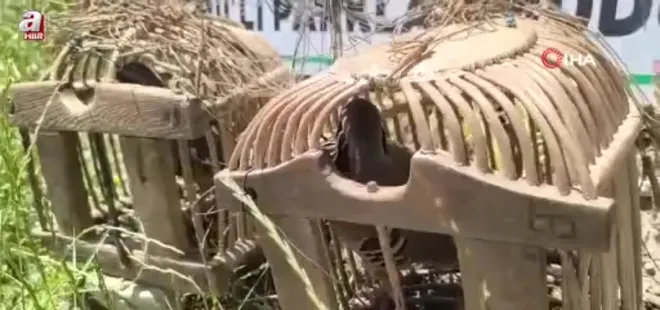 Siirt'te keklik avına 43 bin lira ceza