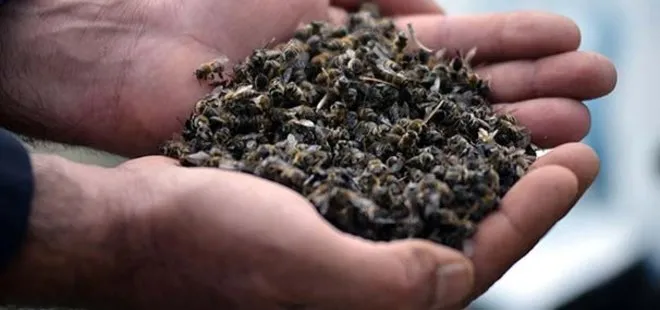 Binlerce bal arısı telef oldu, arıcılar paniğe kapıldı