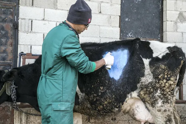 1614811009002.jpg İneğin karnından çıkanlar şoke etti! Tam 15 kilogram halat ve çivi ameliyatla alındı - 1