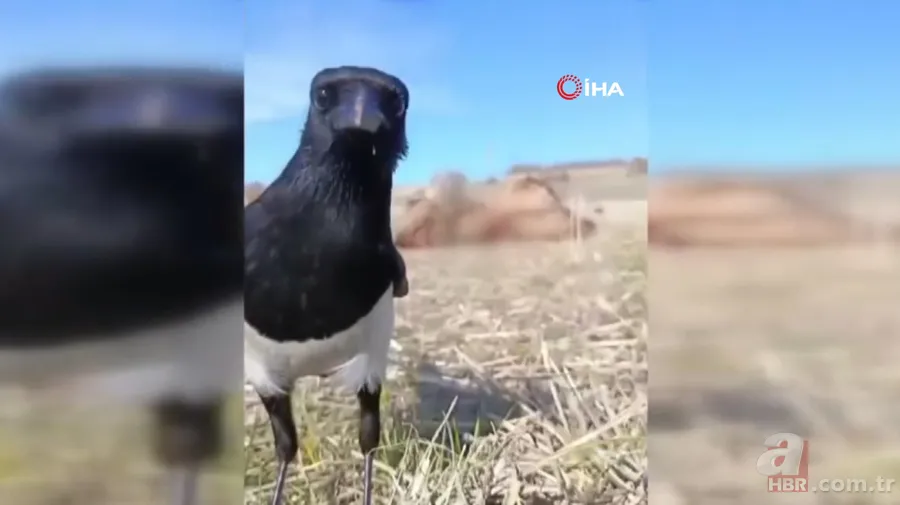 Rize’de sürü halinde ortaya çıktılar! Yavru köpeği mi yediler? 11