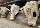 Kurban ile ilgili doğru bilinen yanlışlar