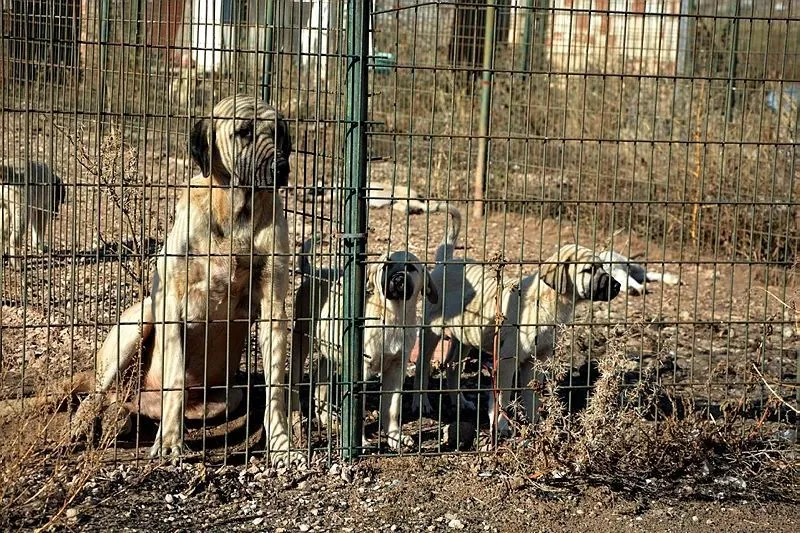 Çoban köpekleri sınırda nöbet tutacak - 1