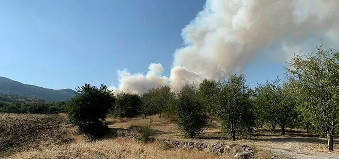 Ankara'nın Çubuk ilçesinde orman yangını