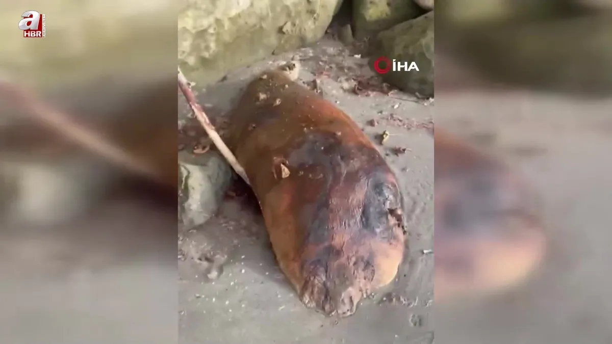 Tekirdağ'da kıyıya vurdu: Gizemli deniz canlısı